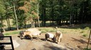 DSC03537.JPG